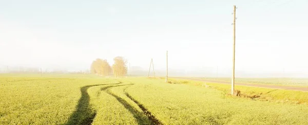 Vue Panoramique Champ Agricole Vert Lever Soleil Arbres Dans Brouillard — Photo