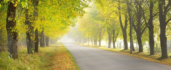 Einspurige Ländliche Asphaltstraße Allee Durch Laubbäume Goldenes Sonnenlicht Sonnenstrahlen Nebel — Stockfoto