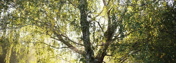 日出时分一棵高大的桦树 金色的晨光 阳光穿过树枝 早秋在森林里Idyllic景观 生态旅游 环境保护 — 图库照片