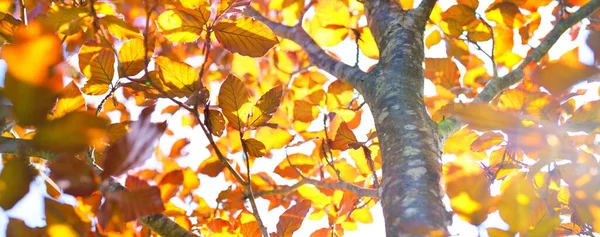 Faia Jovem Ouro Árvore Contra Céu Azul Claro Dia Ensolarado — Fotografia de Stock