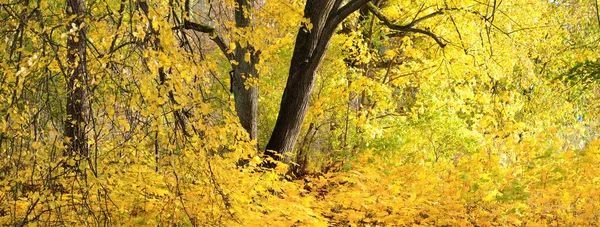 Vista Caminho Parque Piso Florestal Folhas Amarelas Alaranjadas Coloridas Árvores — Fotografia de Stock