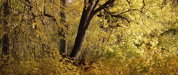 Utsikt Från Gångvägen Park Skogsbotten Färgglada Gula Och Orange Blad — Stockfoto