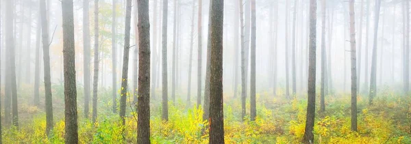 Paysage Atmosphérique Forêt Feuilles Persistantes Dans Brouillard Lever Soleil Pins — Photo