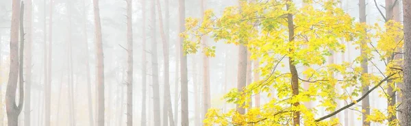 Paysage Atmosphérique Forêt Feuilles Persistantes Dans Brouillard Lever Soleil Pin — Photo