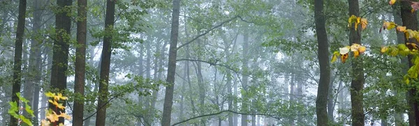 Paisaje Atmosférico Oscuro Del Bosque Siempreverde Una Niebla Amanecer Antiguos —  Fotos de Stock