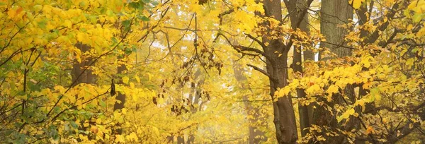 Тропинка Сельская Дорога Лесу Лиственные Деревья Красочными Зелеными Желтыми Оранжевыми — стоковое фото