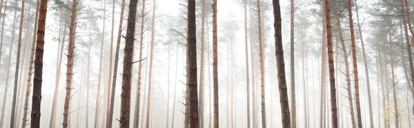 Paisagem Atmosférica Floresta Perene Uma Névoa Árvores Fortes Ecologia Outono — Fotografia de Stock