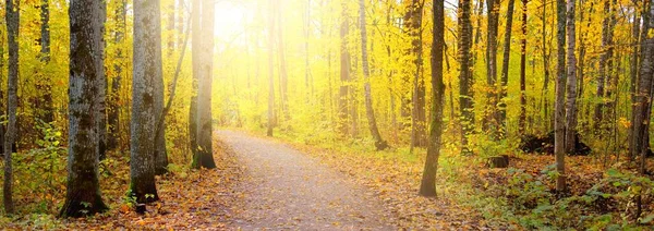 森林中的小径 乡村道路 落叶乔木 有五彩缤纷的绿色 金色叶子 天然隧道秋天 拉脱维亚Sigulda Gauja国家公园 — 图库照片