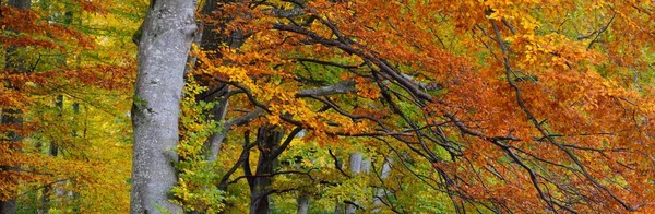 Majestatyczny Las Bukowy Widok Panoramiczny Potężne Drzewa Żółte Czerwone Pomarańczowe — Zdjęcie stockowe