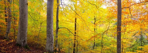 너도밤나무 언덕들을 한눈에 수있습니다 나무줄기 노란색 빨간색 주황색 목가적 풍경입니다 — 스톡 사진