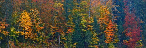 Величественный Буковый Лес Панорамный Вид Могучие Деревья Желтые Красные Оранжевые — стоковое фото
