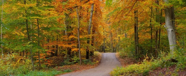 Een Kronkelende Landweg Door Beukenbossen Machtige Boomstammen Geel Rood Oranje — Stockfoto