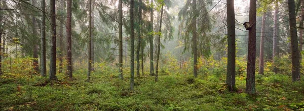 Atmosfäriskt Landskap Skogen Dimma Vid Soluppgången Mjukt Solljus Solstrålar Gamla — Stockfoto