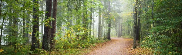 神秘的な朝の霧の中で森の中を通り抜けて カラフルな木々の自然のトンネル 柔らかい光 牧歌的な秋のシーン 純粋な自然 生態学 大気の風景 ラトビアのシグルダ — ストック写真