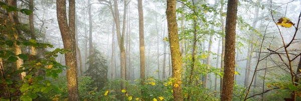 Atmosférická Krajina Věčně Zeleného Lesa Mlze Mocné Stromy Ekologie Podzim — Stock fotografie