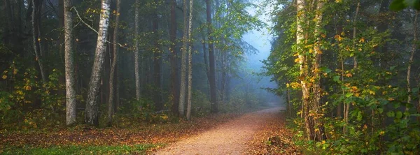 Caminho Através Floresta Perene Misterioso Nevoeiro Matutino Túnel Natural Das — Fotografia de Stock