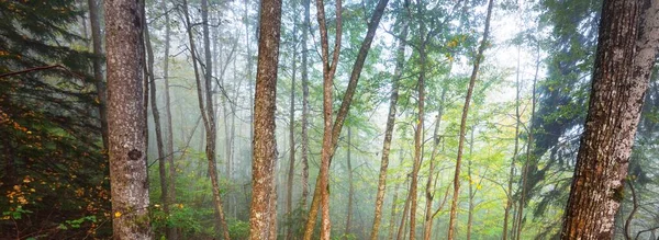 Sis içindeki yeşil ormanın atmosferik manzarası. Güçlü ağaçlar. Ekoloji, sonbahar, eko-turizm, yürüyüş, Avrupa 'da çevre koruma