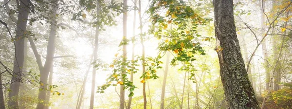 Атмосферний Ландшафт Вічнозеленого Лісу Тумані Могутні Дерева Екологія Осінь Екотуризм — стокове фото