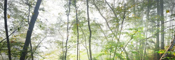 Atmosférická Krajina Věčně Zeleného Lesa Mlze Mocné Stromy Ekologie Podzim — Stock fotografie