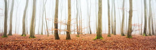 Панорама Таємничого Букового Лісу Зблизька Дерева Густий Білий Ранковий Туман — стокове фото