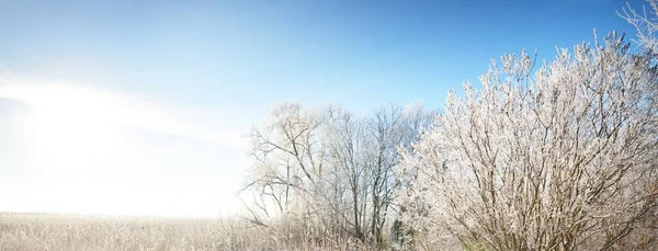 Machtige Groenblijvende Loofbomen Een Sneeuwstorm Sneeuwvlokken Puur Ochtendzonlicht Heldere Blauwe — Stockfoto