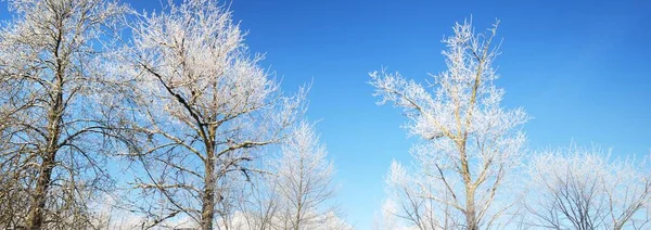 暴风雪过后 长满了高大的常绿落叶的树 清澈的晨光 晴朗的蓝天 冬天的仙境Idyllic景观 大自然 圣诞节 — 图库照片
