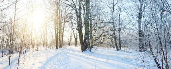 Ein Weg Durch Den Alten Stadtpark Nach Einem Schneesturm Hohe — Stockfoto