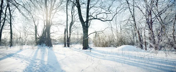 Ścieżka Przez Stary Park Miejski Śnieżycy Wysokie Pnie Drzew Zbliżenie — Zdjęcie stockowe