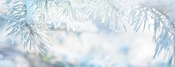 Hoar Frost Young Green Fir Tree Branch Needles Close Coniferous — Stock Photo, Image