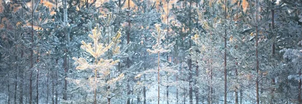 Τζούνιπερ Έλατο Και Πεύκα Ηλιοβασίλεμα Κωνοφόρο Δάσος Μετά Από Χιονοθύελλα — Φωτογραφία Αρχείου