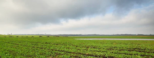 Campo Agrícola Arado Verde Cielo Azul Claro Nubes Brillantes Luz —  Fotos de Stock