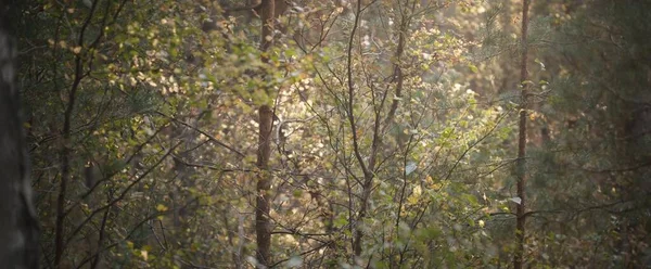 Maestosa Foresta Latifoglie Pini Foglie Verdi Dorate Colorate Luce Soffusa — Foto Stock