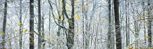 秋の森を泳いでください 緑と金色の葉 パイン メイプル 白樺の木の霜や最初の雪で覆われている 初冬だ 大気の風景 エコツーリズム — ストック写真