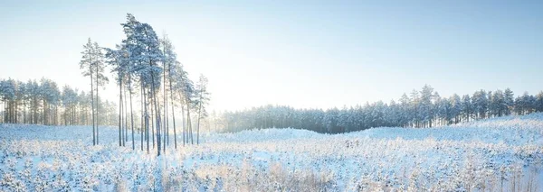 日の出 クローズアップで吹雪の後の丘や小さな若いモミの木に背の高い松 冬の不思議の国 北針葉樹林の森林破壊 フィンランドの環境保全 — ストック写真