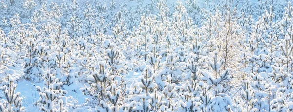 Small Young Fir Trees Blizzard Close Deforestation Northern Pine Tree — Stock Photo, Image