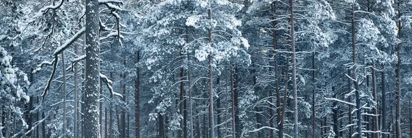 日出时分 在一场暴风雪之后 云杉和杜松子树在针叶林中筑成的墙 金色的晨光穿过树干 冬天的仙境芬兰拉普兰 — 图库照片