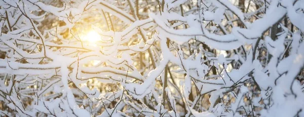 Lumière Soleil Matin Doré Qui Brille Travers Les Branches Des — Photo