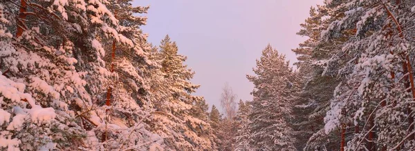 Ścieżka Przez Las Iglasty Śnieżycy Zachodzie Słońca Sosna Pokryta Śniegiem — Zdjęcie stockowe