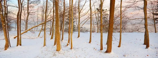 Wald Nahe Der Schneebedeckten Ostseeküste Bei Sonnenuntergang Bunte Wolken Warmes — Stockfoto