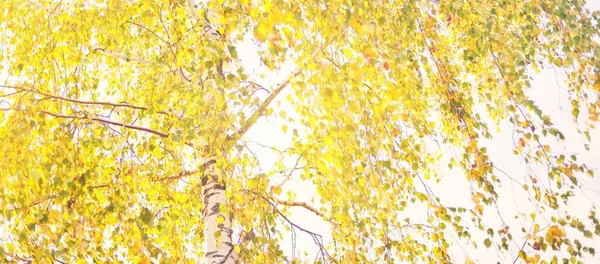 金色的桦树森林绿 纯粹的自然 环境保护 自然秋叶纹理 宏观摄影 — 图库照片