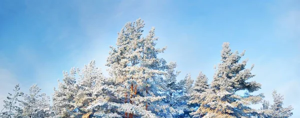 Mighty Evergreen Deciduous Trees Blizzard Snowflakes Pure Morning Sunlight Clear — 图库照片