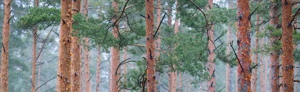 Parcours Travers Majestueuse Forêt Feuilles Persistantes Mystérieux Brouillard Sapin Épicéa — Photo