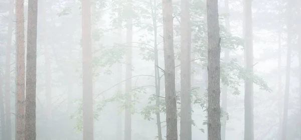 Majestueuse Forêt Feuilles Persistantes Dans Brouillard Silhouettes Arbres Puissants Gros — Photo