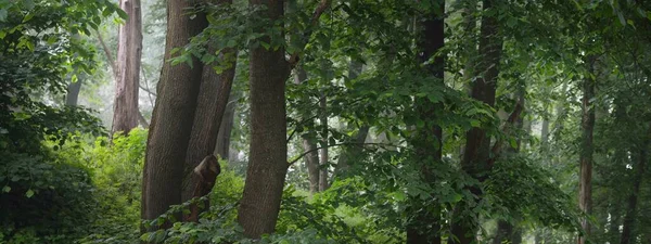 Potężne Zielone Drzewa Białej Porannej Mgle Zbliżenie Wzgórza Lasów Liściastych — Zdjęcie stockowe