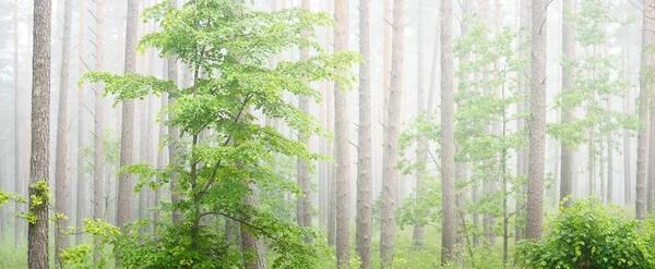 Величественный Вечнозеленый Лес Тумане Могучие Силуэты Сосен Ели Крупным Планом — стоковое фото