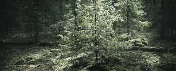 Old Mossy Spruce Close Sun Rays Tree Trunks Coniferous Evergreen — Stock Photo, Image