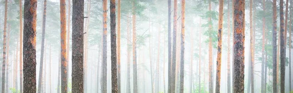 Sis içindeki görkemli yeşil orman. Güçlü ağaç siluetleri yakın plan. Atmosferik rüya gibi bir manzara. Yumuşak ışık. Doğa, fantezi, peri masalı. Grafiksel kaynaklar, panoramik görünüm