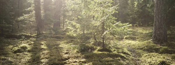 一个古老的苔藓云杉特写 阳光穿过一片针叶林中的树干 地面上的阴影 早春芬兰 环境保护 — 图库照片
