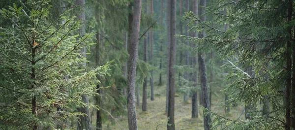 穿过雄伟的北方常绿森林 高大的松树 云杉树 柔和的光线 大气景观 芬兰早春 生态旅游 — 图库照片
