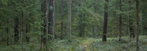 Átjáró Fenséges Északi Örökzöld Erdőn Erős Fenyő Lucfenyő Rönk Moss — Stock Fotó